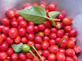 Chiltepin Hot Pepper Seeds – 250mg Heirloom Capsicum annuum var. glabriusculum for Planting