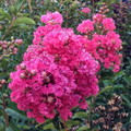 Crepe Myrtle Lagerstroemia indica Dark Pink Unrooted Cuttings (7) - 6"
