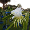 Cosmic Charlie Dragon Fruit Cuttings (Hylocereus undatus) - 4 Roots, 4-8" Ready to Plant