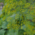 Dukat Dill (Anethum graveolens) - 500 Seeds, Aromatic Culinary Herb