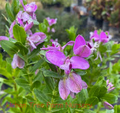 Polygala Myrtifolia Milkwort 6" Live Cuttings – 7 Sweet Pea Bush Plants, Evergreen Blooms
