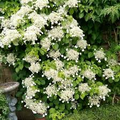 Climbing Hydrangea Seeds (Hydrangea anomala) - 50 Seeds for Vining Hedge, Fences, Landscaping
