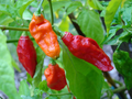 Ghost Pepper Bhut Jolokia Seeds - 10 Seeds, Capsicum chinense