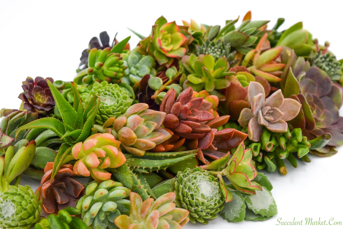 15 Assorted Succulent Unrooted Cuttings (1-2") – 50+ Varieties for Propagation
