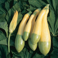 Zephyr Squash Seeds - 25+ USA-Grown, Easy to Grow - Summer Squash
