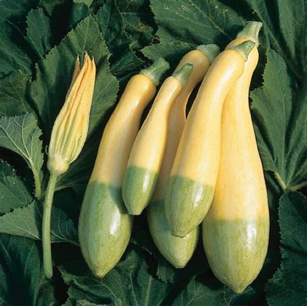 Zephyr Squash Seeds - 25+ USA-Grown, Easy to Grow - Summer Squash