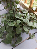 Purple Swedish Ivy Cuttings (4) 4-6" Millionaria Planta del Dinero Morada - Starter Plant