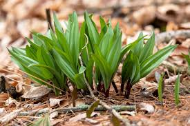 Wild Leek Seeds (Ramp) Allium tricoccum - 10 Seeds, Heirloom, Non-GMO