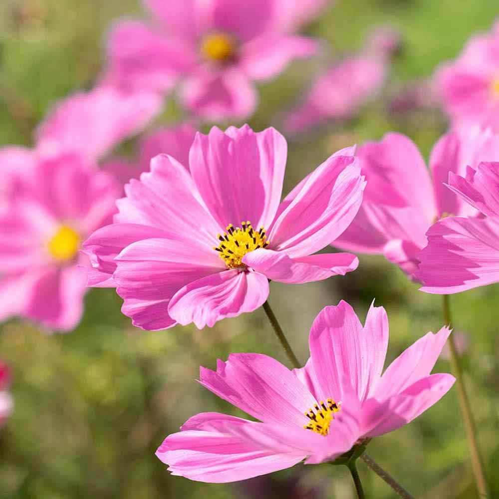 Cosmos Gloria (Cosmos bipinnatus) Seeds - Bright Pink, Pollinator-Friendly, Easy-to-Grow Annual