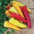 Sweet Banana Pepper Seeds (Capsicum annuum) – 30 Seeds, Mild, 6-7" Pods, Full Sun, 60-75 Days
