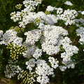 White Yarrow (Achillea millefolium) Seeds - 10,000 Strong, Pollinator Wildflower