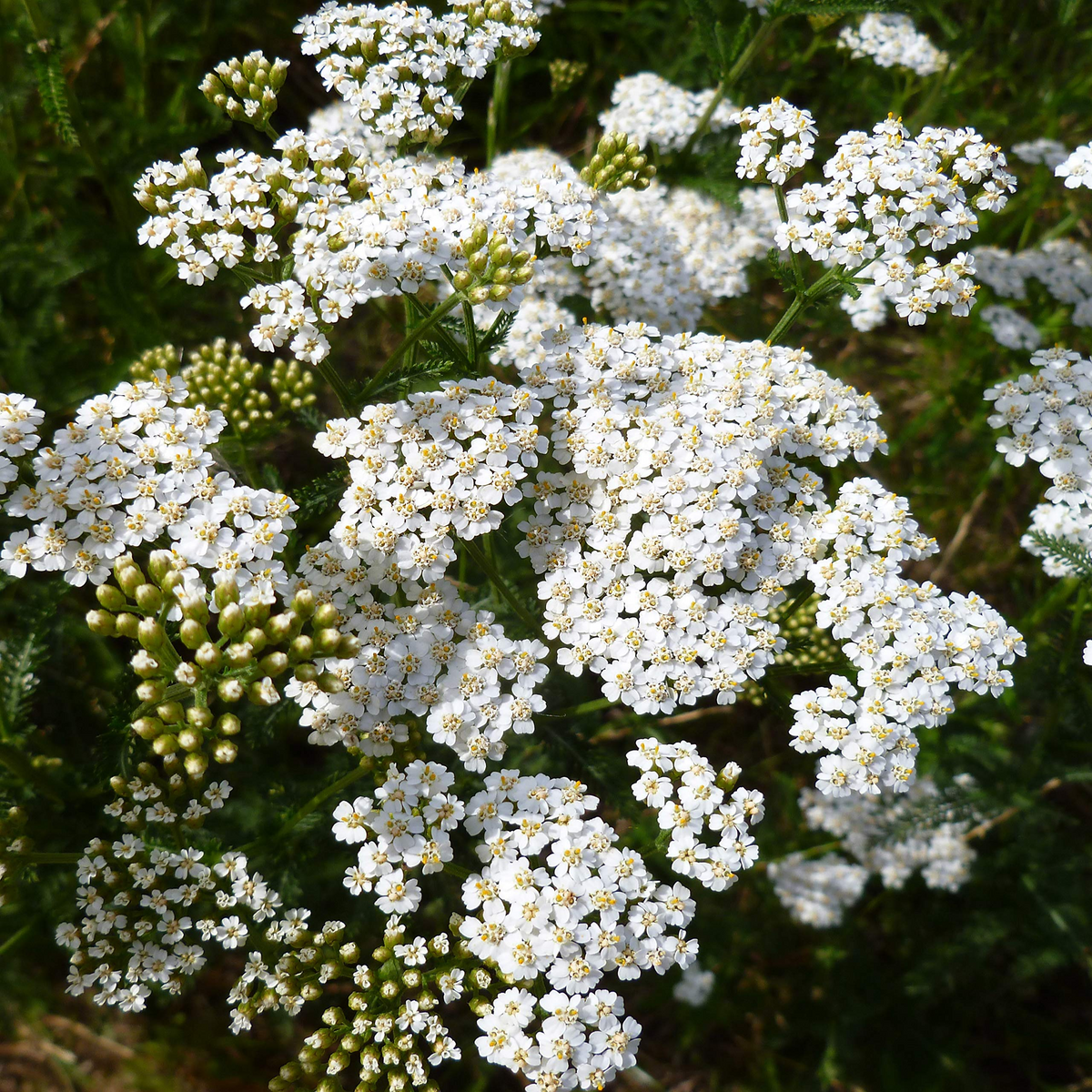 White Yarrow (Achillea millefolium) Seeds - 10,000 Strong, Pollinator Wildflower