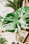 Monstera Deliciosa Rooted Cutting - Large, Green Leaves | Indoor Tropical Live Plant