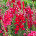 Antirrhinum majus Potomac Red Snapdragon Seeds - 1000+ Bold Red Blooms for Garden & Cut Flowers