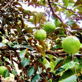 White Star Apple Starter Plant (Chrysophyllum cainito) 12"-24" Live Seedling