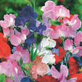 Winter Romance Sweet Pea Seeds - 50+ Soft Blush Pink Fragrant Blooms, Climbing Vines