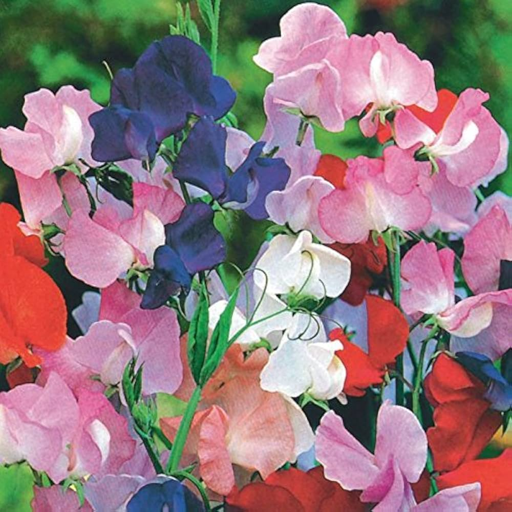 Winter Romance Sweet Pea Seeds - 50+ Soft Blush Pink Fragrant Blooms, Climbing Vines