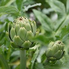 Green Globe Artichoke Seeds - Cynara scolymus | Heirloom Perennial Vegetable (500mg, ~15 seeds)