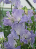 Alison Louise Sweet Pea Seeds – Pale Pink, 50+ Seeds, Climbing Vine (Lathyrus odoratus) – 65–75 Days