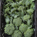 Broccoli Waltham 29 Seeds (1g) - Heirloom, Non-GMO, High-Yield