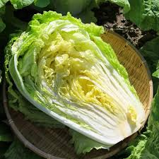 Chinese Heading Cabbage Michihli Seeds – 150 Seeds, 70–85 Days, Sweet Napa Cabbage for Stir-Fries