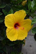 Hibiscus rosa-sinensis 'Tequila' Bare Root Starter Plant (3-5 in) - Exotic Tequila Hibiscus
