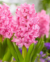Hyacinth Pink Pearl Bulbs - 2 Fragrant Hyacinthus orientalis 'Pink Pearl' Bulbs, USDA 4-8