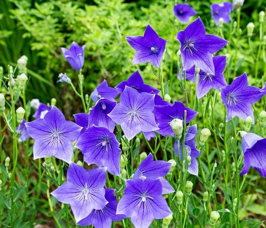 Balloon Flower Seeds (Platycodon grandiflorus) – 1,000 Non-GMO, Perennial • Toraji / Chinese Bellflower