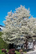 Allegheny Serviceberry Tree (Amelanchier laevis) - Bare Root 12-14"