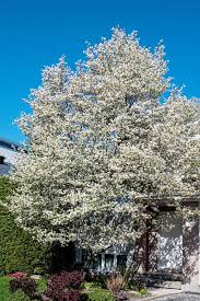 Allegheny Serviceberry Tree (Amelanchier laevis) - Bare Root 12-14"