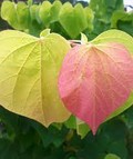 Cercis gigantea Seeds - Giant Redbud Tree, Pink Blooms, Large Heart-Shaped Leaves