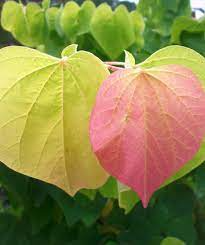 Cercis gigantea Seeds - Giant Redbud Tree, Pink Blooms, Large Heart-Shaped Leaves