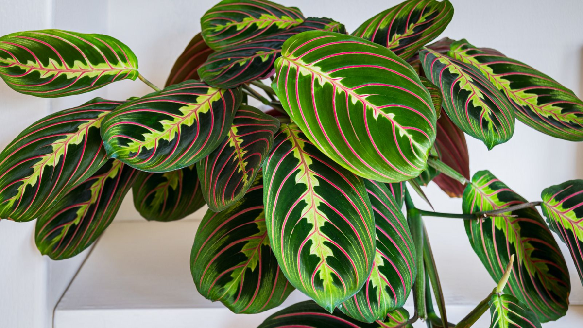 Prayer Calathea Seeds (Calathea spp.) – 25 Seeds, Tropical Houseplant