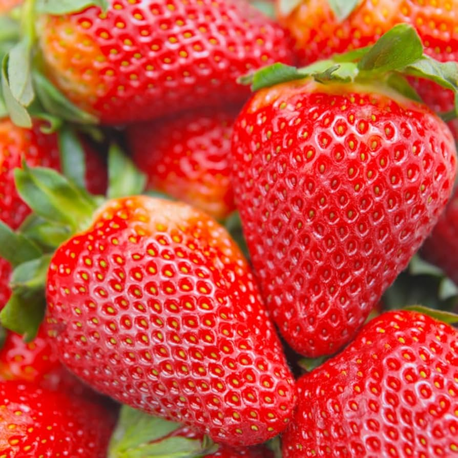 Seascape Everbearing Strawberry Plants - 12 Bare Root Plants | Zones 4-9