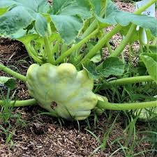 Bennings Green Tint Scallop Squash Seeds (Cucurbita pepo) - 15 Seeds, Heirloom Pattypan