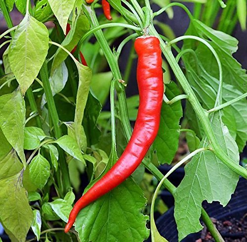 Cowhorn Pepper Seeds - Capsicum annuum, Heirloom, 25 Seeds