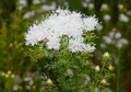 Summer Farewell Seeds (Dalea pinnata) - 25 Seeds, Late-Season Blooms, Drought-Tolerant Native Wildflower