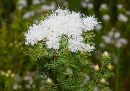 Summer Farewell Seeds (Dalea pinnata) - 25 Seeds, Late-Season Blooms, Drought-Tolerant Native Wildflower