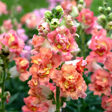 Antirrhinum majus Madame Butterfly Bronze White Snapdragon Seeds - 1000+ Seeds