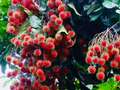 Red Rambutan Tree (Nephelium lappaceum) Starter Plant – 12-24" Live Exotic Tropical Fruit Tree