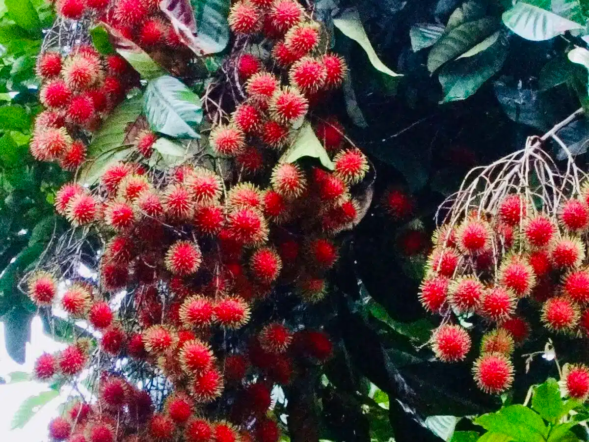Red Rambutan Tree (Nephelium lappaceum) Starter Plant – 12-24" Live Exotic Tropical Fruit Tree
