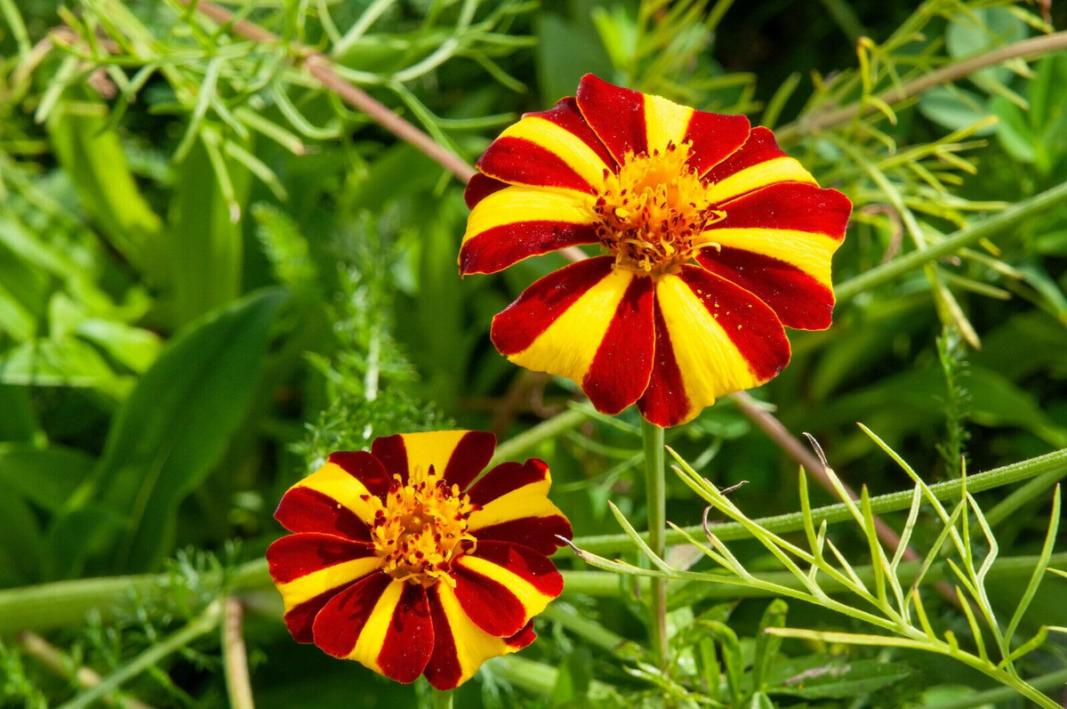 French Marigold Court Jester Harlequin Seeds - 100 Non-GMO Tall Plants for Pollinators