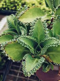 Aranto Alligator Plant (Mother of Thousands) - 100 Rooted 1-3" Succulents