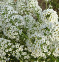 Alyssum Snow Cloth White Ground Cover Seeds - 1000 Seeds, Lobularia maritima