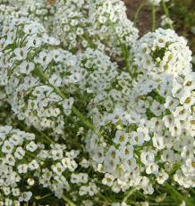 Alyssum Snow Cloth White Ground Cover Seeds - 1000 Seeds, Lobularia maritima
