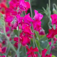 Judith Wilkinson Sweet Pea Seeds - 50+ Bright Pink Blooms, Climbing Vine (Seeds) by Folia Flora
