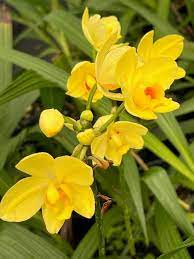 Bright Yellow Ground Orchid (Spathoglottis plicata) - Live Plant in 4" Pot