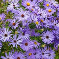 Aster Aromatic Blue Purple Perennial Seeds - 200 Seeds, Heirloom, Non-GMO