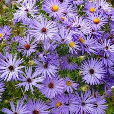 Aster Aromatic Blue Purple Perennial Seeds - 200 Seeds, Heirloom, Non-GMO