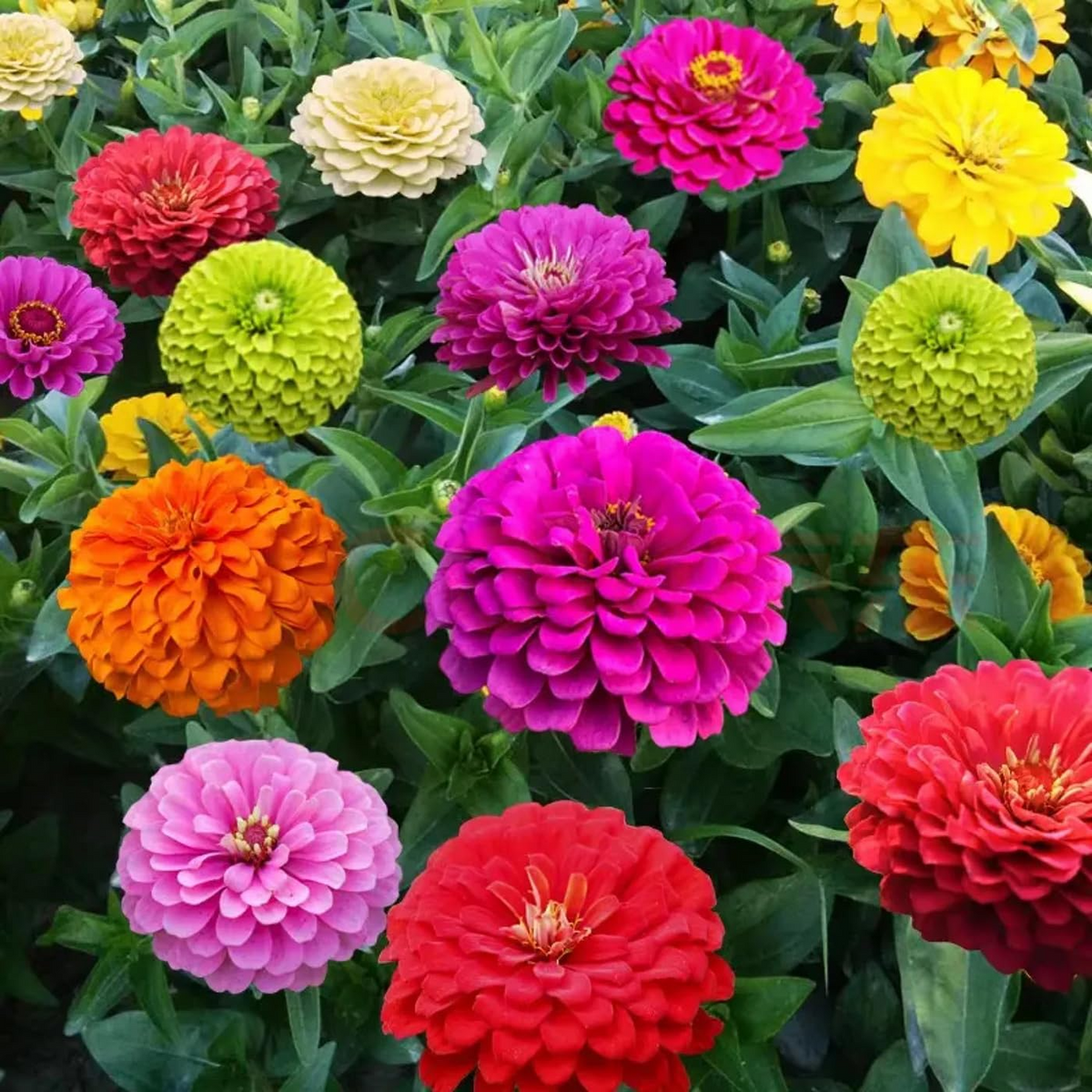 Zinnia Carousel Mix Seeds - 200 Non-GMO Heirloom Seeds, Large 4" Blooms